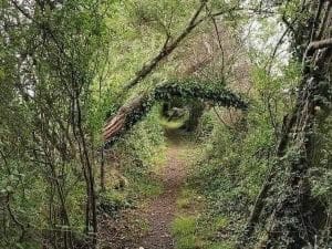 L'oeil de la forêt